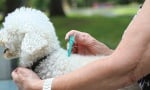 Профилактика на Лаймска болест при кучето