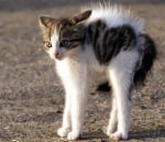 Протягащо се коте