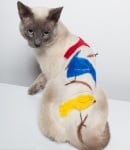 Птича котешка прическа