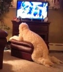 Пудел гледа телевизия върху табуретка