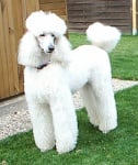 Poodle