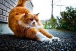 Пухкав котарак се протяга