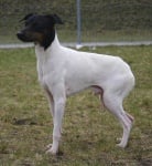 Японски териер