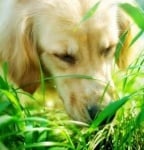 Растения, подобряващи апетита и храносмилането при животните