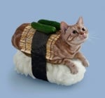 Риж котарак като суши с краставички