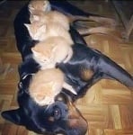 Ротвайлер с малки котенца