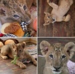 ИЗВЪНРЕДНА НОВИНА: Общинския съвет в Разград гласува съдбата на лъвчетата Масуд и Терез