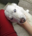 Сара - Вълчицата на Любовта