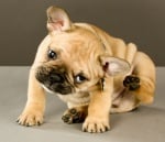 Сърбеж при кучето