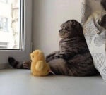 Седяща котка, която гледа през прозореца