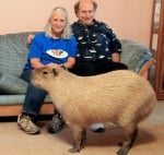 Семейство гледа капибара