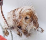 Шампоан за кучета