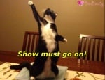 Show must go on!