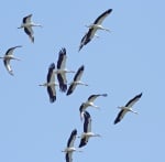 Щъркели възпрепятстват строителството на магистрала "Хемус”