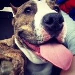 Щастливо куче