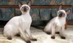Сиамска котка