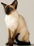Сиамска котка