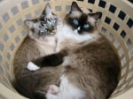 Сиамски котки в кош