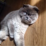 Сив котарак със сини очи