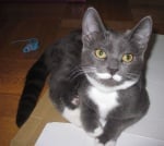 Сива котка с мустаци