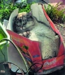 Сива котка в кутия