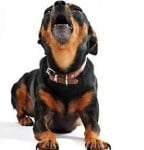 Скимтене и виене на кучето