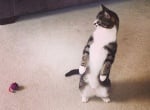 Смешни котки, които наистина обичат да стоят прави
