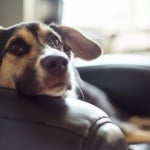 Снимка на голямо куче за осиновяване