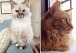 Снимки на възрастни котки, осиновени от хора с големи сърца