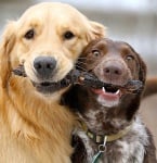 Социални контакти на кучето