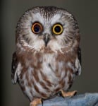 Животни с различен цвят на очите или когато природата иска да си поиграе