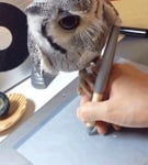 Сова върху писалка