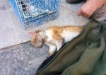 Спасена котка