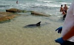 Спасяване на делфинче в Равда