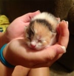 Спящо новородено котенце