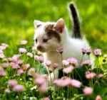 Страдат ли домашните любимци от алергия