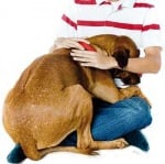 Страх при кучето