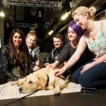 Студенти галят куче