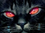 Суеверия с котки