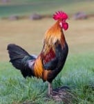 Суеверия с петли