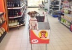 Супермаркет въведе колички с място за домашните любимци на клиентите