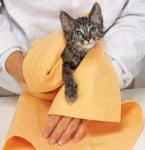 Сушене на котка