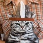 Съветите на една мъдра котка, или най - важните правила за поведение в къщата