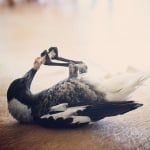 Свраката Пингвин си играе