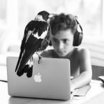 Свраката слуша музика