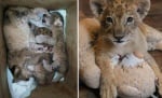Съдбата на лъвчетата Терез и Масуд все още не е решена