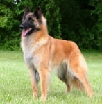 Тервюрен - белгийска овчарка