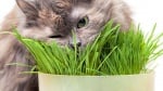 Токсични растения за котки