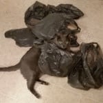 Торбички с котка