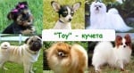 Toy- кучета